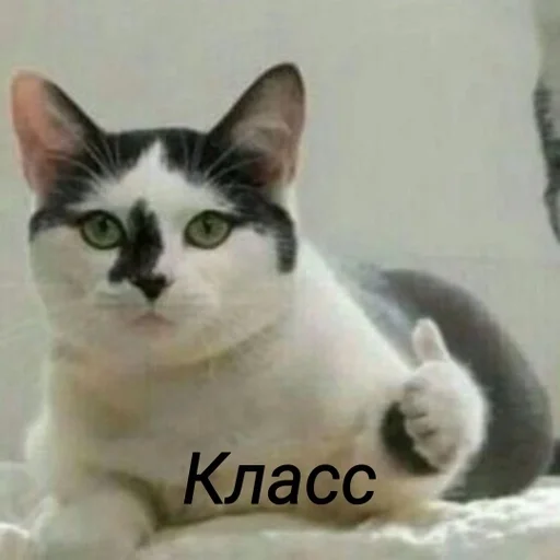 млекопитающее животное кошка