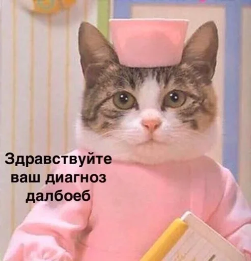 text small to medium-sized cats cat