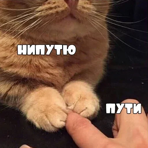 Стикер GeCfGhSYGihFkI_by_stickers_stealer_bot - 1