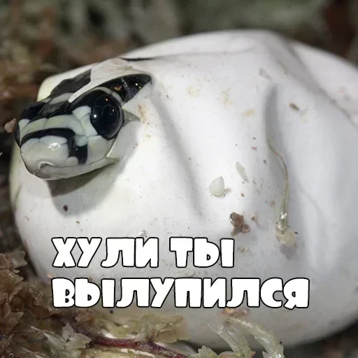 Стикер GeCfGhSYGihFkI_by_stickers_stealer_bot - 1