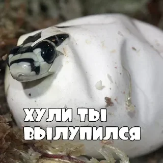 Sticker Стикеры👉 @stikeru7777 - 2