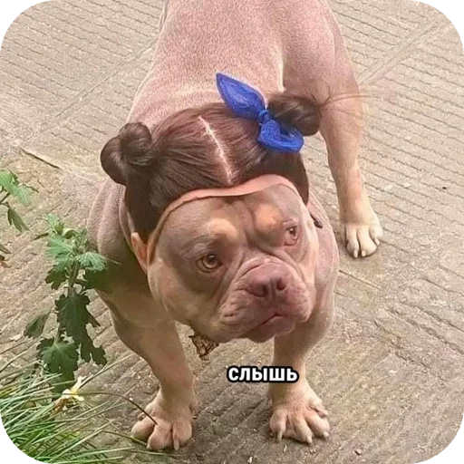 ГелькинПачелло - 