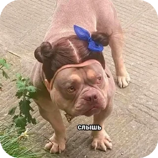 Стикер ГелькинПачелло - 8