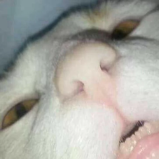 домашняя кошка кошка кошки малого и среднего размера