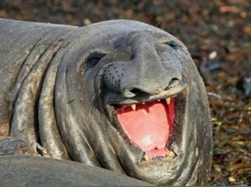 животное млекопитающее на открытом воздухе