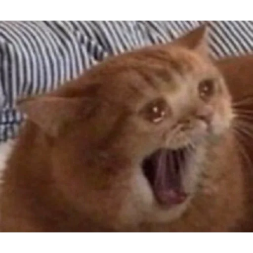 mammal animal domestic cat