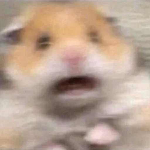 animal mammal hamster