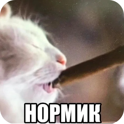 Sticker GenialnyjPakOtXaTa3aKoHa - 1