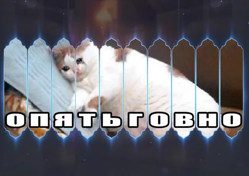 animal mammal small to medium-sized cats