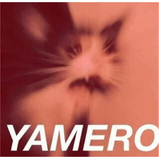 кошка животное домашняя кошка