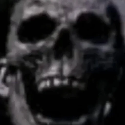 primate skull mammal