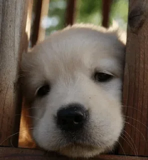 Стикер Get your own bitch @xvieravelyn @hinatastick - 8