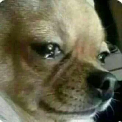 Sticker GetYourOwnBitch - 1