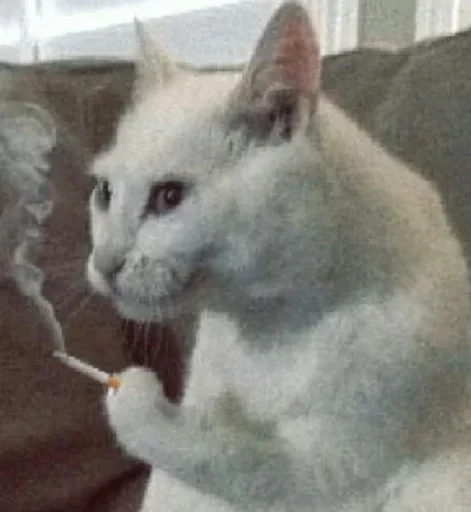 животное млекопитающее кошка