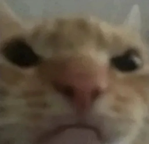 млекопитающее животное кошка