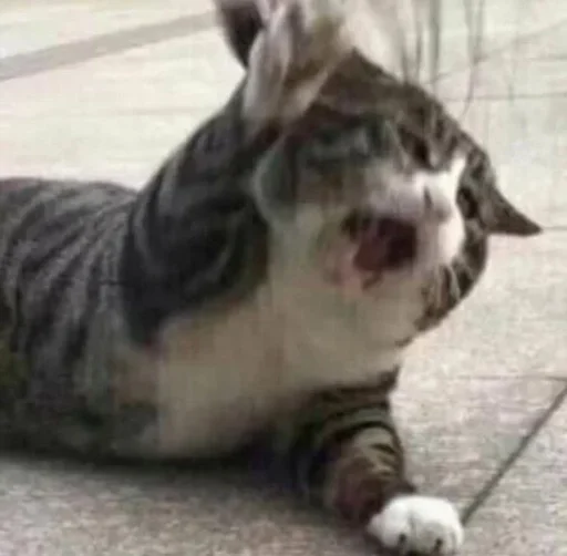 животное млекопитающее кошка