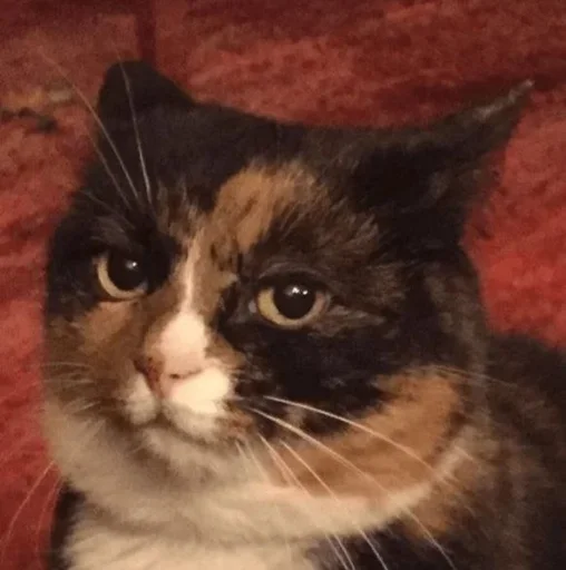 кошка животное млекопитающее