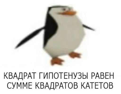 aquatic bird bird animal