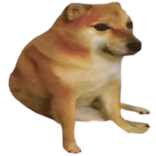 животное млекопитающее домашнее животное