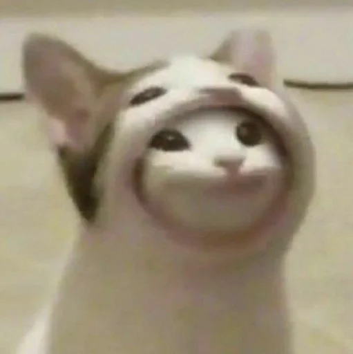 Стикер Гав by @fStikBot - 11