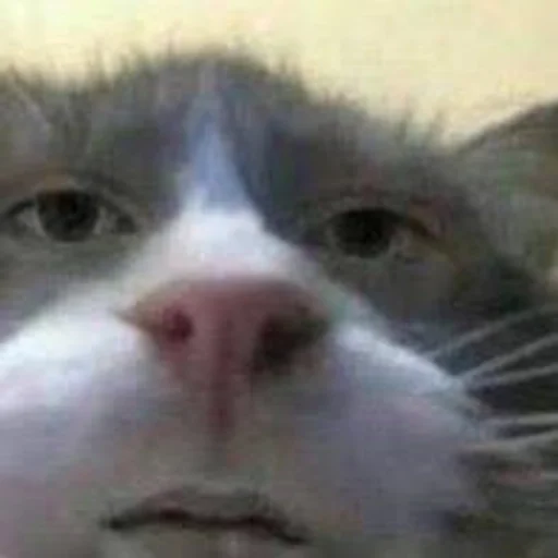 Стикер Гав by @fStikBot - 2