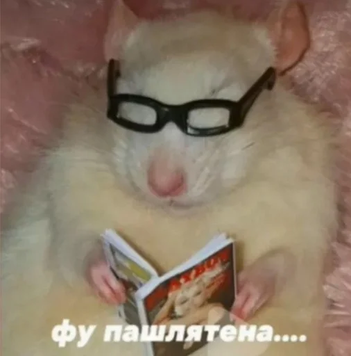 животное млекопитающее кошка