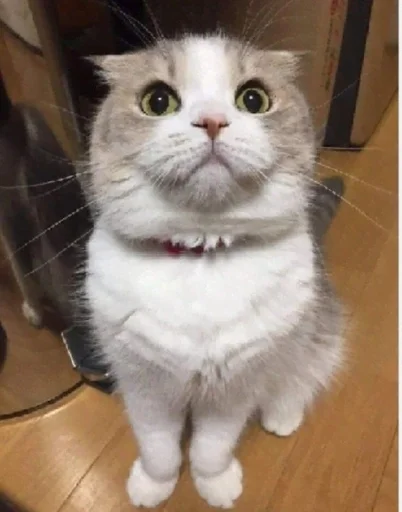 animal cat domestic cat