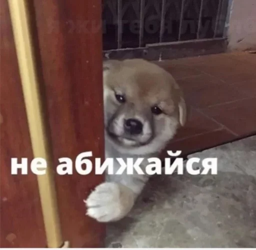 dog dog breed animal