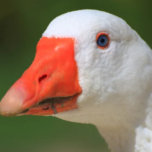 Гусь заебусь @rk900_Lina - 