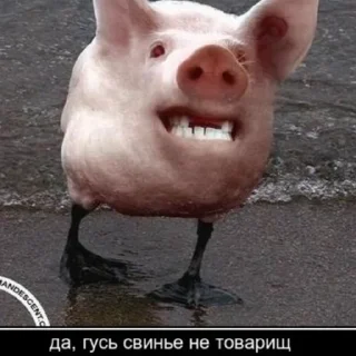 Стикер Гусь заебусь @rk900_Lina - 4