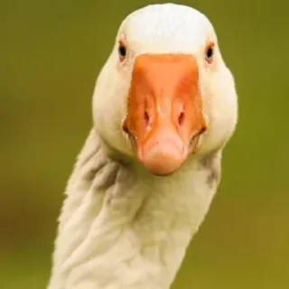 Стикер Гусь заебусь @rk900_Lina - 5