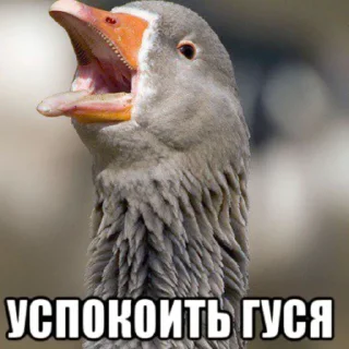Стикер Гусь заебусь @rk900_Lina - 8