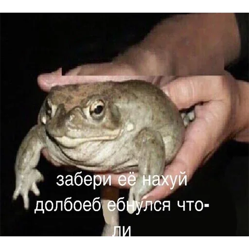 animal frog amphibian