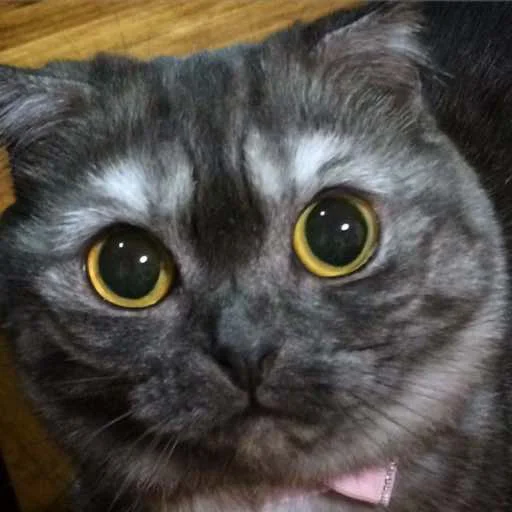 Goma @UgoleshekGoma - 