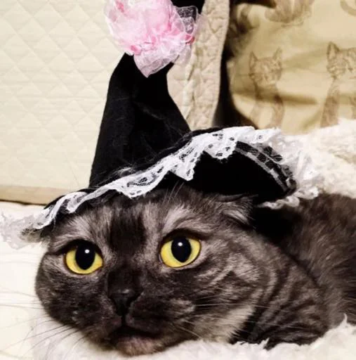 Стикер Ggoma - 1