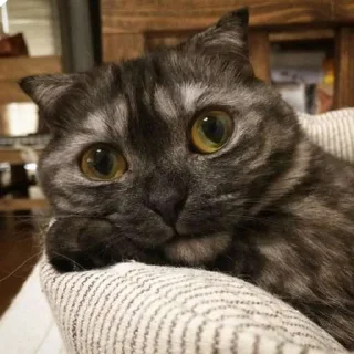 Sticker Goma @UgoleshekGoma - 11