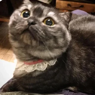 Sticker Goma @UgoleshekGoma - 8