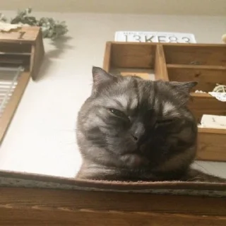 Sticker Goma @UgoleshekGoma - 0