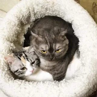 Sticker Goma @UgoleshekGoma - 9