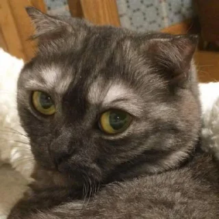 Sticker Goma @UgoleshekGoma - 5