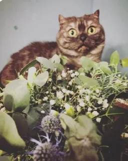 Sticker Goma @UgoleshekGoma - 1