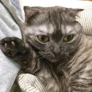 Sticker Goma @UgoleshekGoma - 10