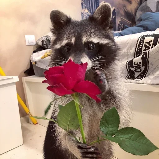 raccoon animal mammal