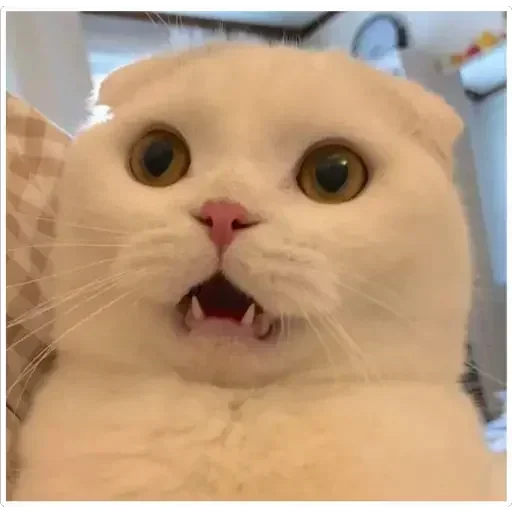 Sticker GhgnVuNdQFqiONJpR_by_stickers_stealer_bot - 1