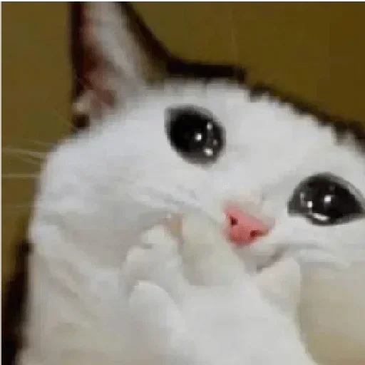 Sticker GhgnVuNdQFqiONJpR_by_stickers_stealer_bot - 1