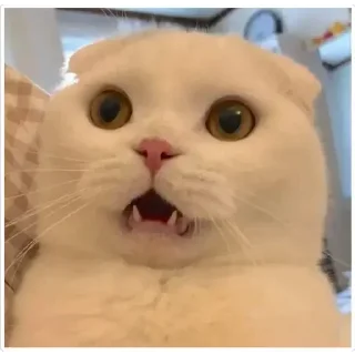 Sticker Больше стикеров 👉🏻 @stickertg4 - 4