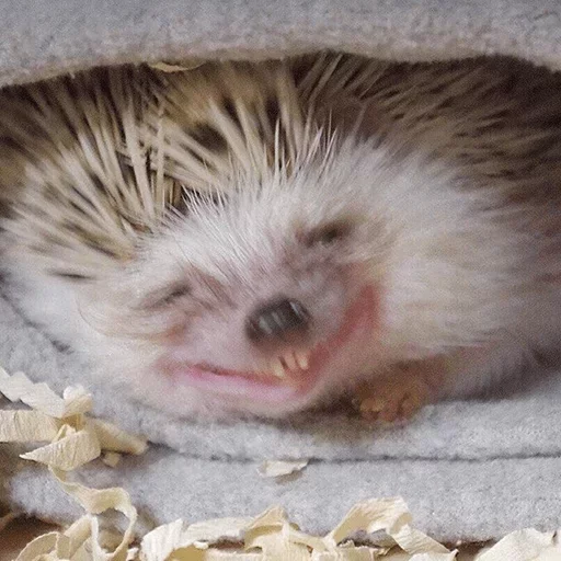 animal mammal hedgehog