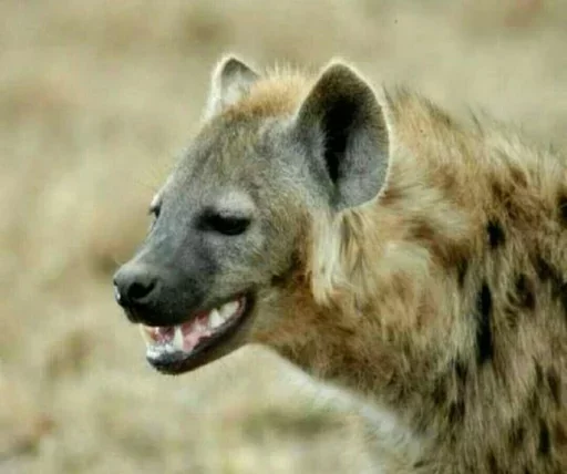 Блядская гиена - 