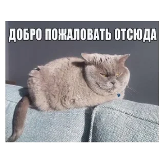 Стикер Щось з чимось - 1