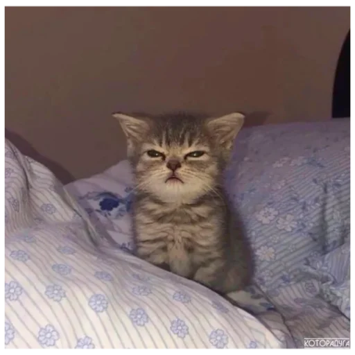 кошка животное домашняя кошка